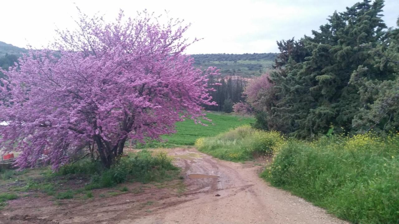 Naftali Albilia Kiryat Shemona ภายนอก รูปภาพ